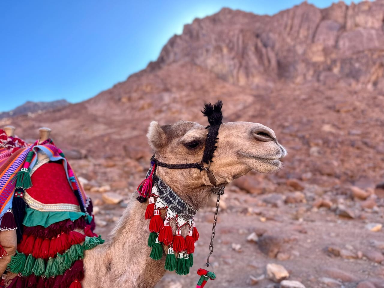 Abu Simbel Wide View
